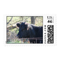 Black Cow Looking Out Of Fence Postage Stamps