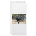 Black Cow rack cards