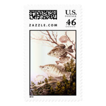 Black Crappie and White Crappie  postage