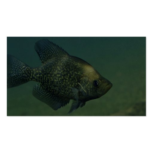 Black crappie business cards (back side)