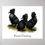 Black Crested Ducklings Posters