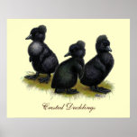 Black Crested Ducklings Posters