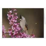 Black-crested Titmouse, Baeolophus Greeting Card