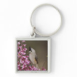 Black-crested Titmouse, Baeolophus Key Chain
