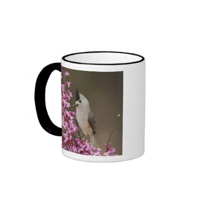 Black-crested Titmouse, Baeolophus Mug by danitadelimont