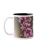 Black-crested Titmouse, Baeolophus Coffee Mugs