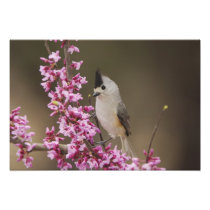 Black-crested Titmouse, Baeolophus