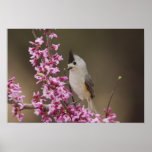 Black-crested Titmouse, Baeolophus