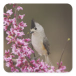 Black-crested Titmouse, Baeolophus stickers