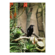 Black Crow cards