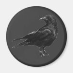 Black crow magnets