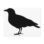 black crow post cards