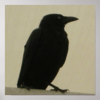 Black Crow print
