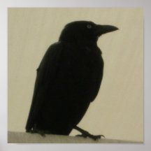 Black Crow Posters