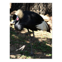 Black Crowned Crane Postcard