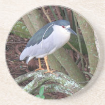 Black Crowned Night Heron Beverage Coaster