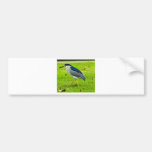 Black-crowned Night Heron Bumper Stickers