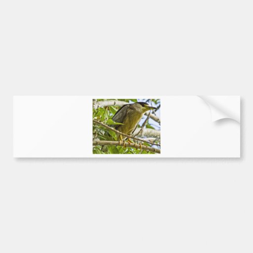 Black Crowned Night Heron Bumper Stickers