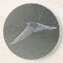 Black-Crowned Night-Heron Coaster