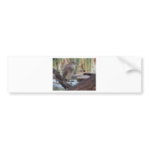 Black Crowned Night Heron Juvenile Bumper Stickers