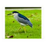 Black-crowned Night Heron Post Card
