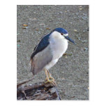 Black-crowned night heron post cards