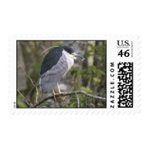 Black-crowned Night-Heron postage by wildlifezoo Black-crowned Night-Heron postage