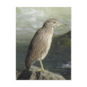 Black-crowned Night-heron Postcard by naturalphotos Black-crowned Night-heron Postcard