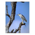 Black-crowned Night Heron Postcards