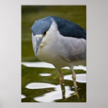 Black-crowned Night heron Print