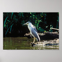 Black-crowned night heron poster