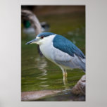 Black-crowned Night heron Posters