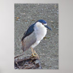 Black-crowned night heron print