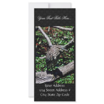 Black-crowned night heron custom rack card
