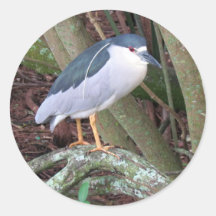 Black Crowned Night Heron sporting his white Plume Stickers