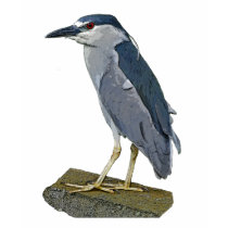Black-crowned Night Heron t-shirts