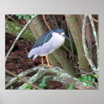 Black-Crowned Night-Heron with Breeding Plume Print