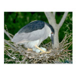 Black-crowned Night Heron with eggs Post Card
