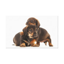 Black Cute Dog 22  Stretched Canvas Print
