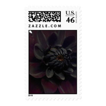 Black Dahlia Postage Stamps