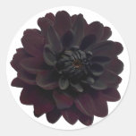 Black Dahlia Stickers