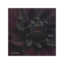 Black Dahlia Stretched Canvas Print