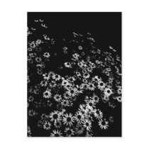 Black Daisies