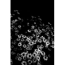 Black Daisies