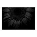 Black Daisy posters by ChristianTravers Black Daisy posters