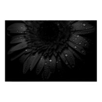 Black Daisy posters