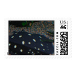 Black Devil Stingray Postage Stamp