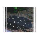 Black Devil Stingray  Postcard