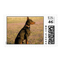 Black Doberman Postage stamps