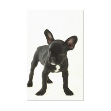 Black Dog 18  Stretched Canvas Print